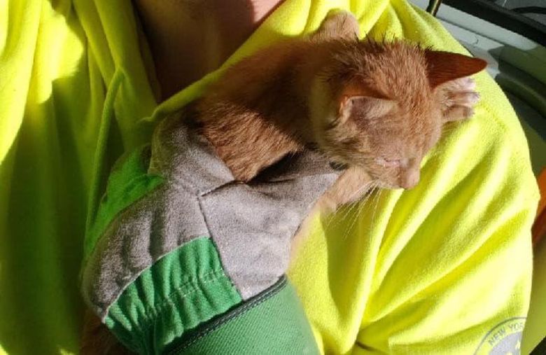 Illustration de l'article : Affolé, un chaton enfermé dans un sac-poubelle a frôlé la benne à ordures